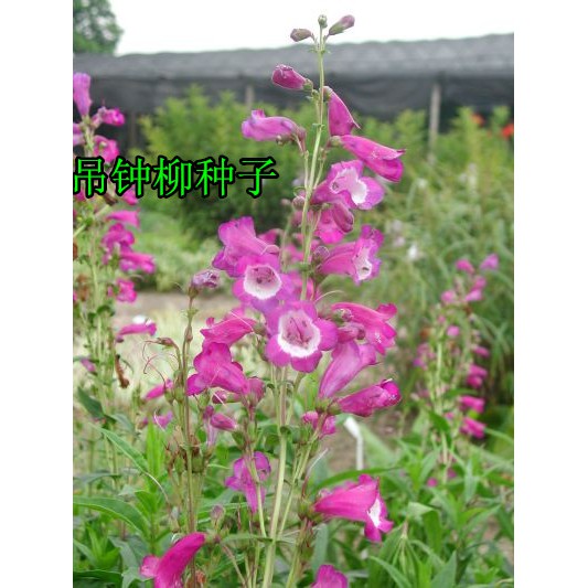 園藝花壇盆栽觀賞 藍花吊鐘柳釣鐘柳花種子籽 花期長優惠促銷特價 蝦皮購物