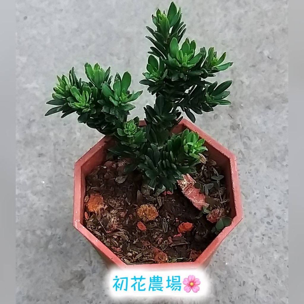 初花農場|米粒羅漢松|3吋盆|細小葉子品種｜植株偏小----定價200特價120