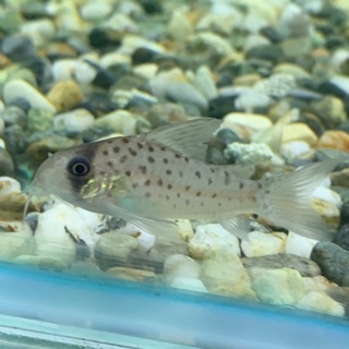 水魚水族 現貨 大花網鼠鼠魚底棲魚飼料活餌 蝦皮購物