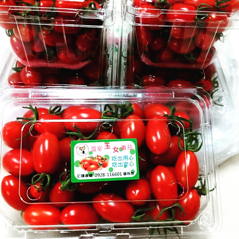 【無農藥】溫室玉女小蕃茄