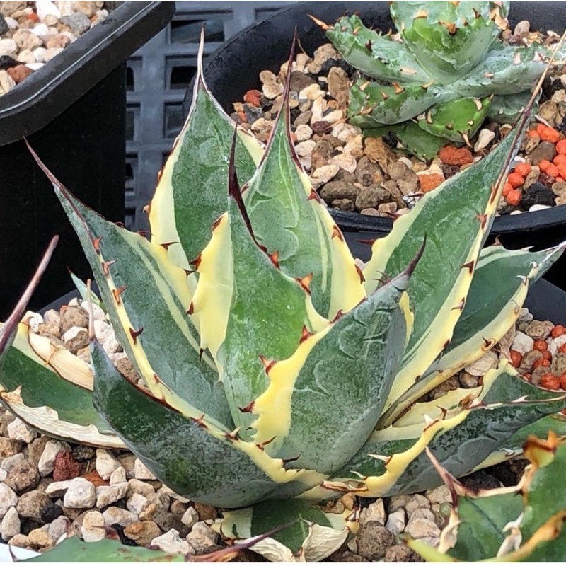 多肉植物  龍舌蘭 agave 賴光寬白覆輪（一物一拍）211206