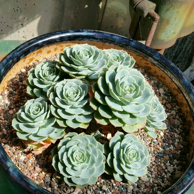 七福神底下一堆寶寶可免運捧花老欉渡夏穩根多肉 蝦皮購物
