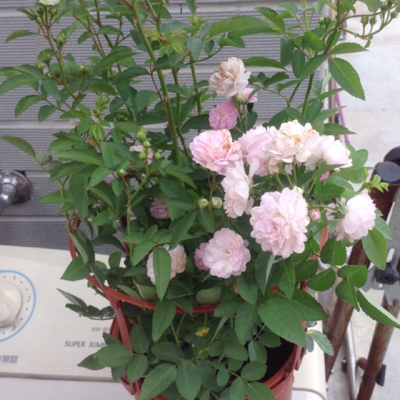 天使薔薇 香草植物 蝦皮購物