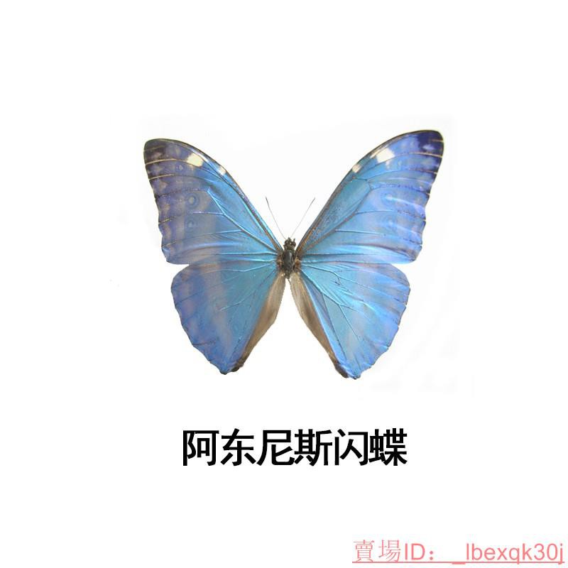 閃蝶標本阿東尼斯閃蝶morpho Adonisa1原蝶標本真蝴蝶標本 蝦皮購物