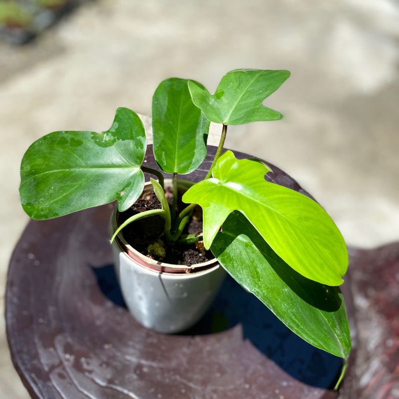 龍爪蔓綠絨 室內植物 居家植物 網路熱銷植物 歐美流行 盆栽 文青 蝦皮購物