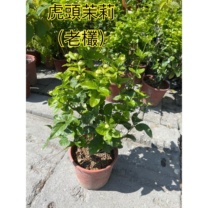 霏霏園藝四季虎頭茉莉 大花重辦品種 冬天沒花有香水味道 老様 6吋盆特價一棵179元原價0元 蝦皮購物