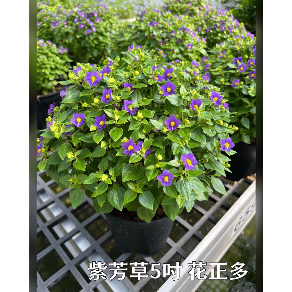 我家花園香香的~紫芳草 Persian Violet