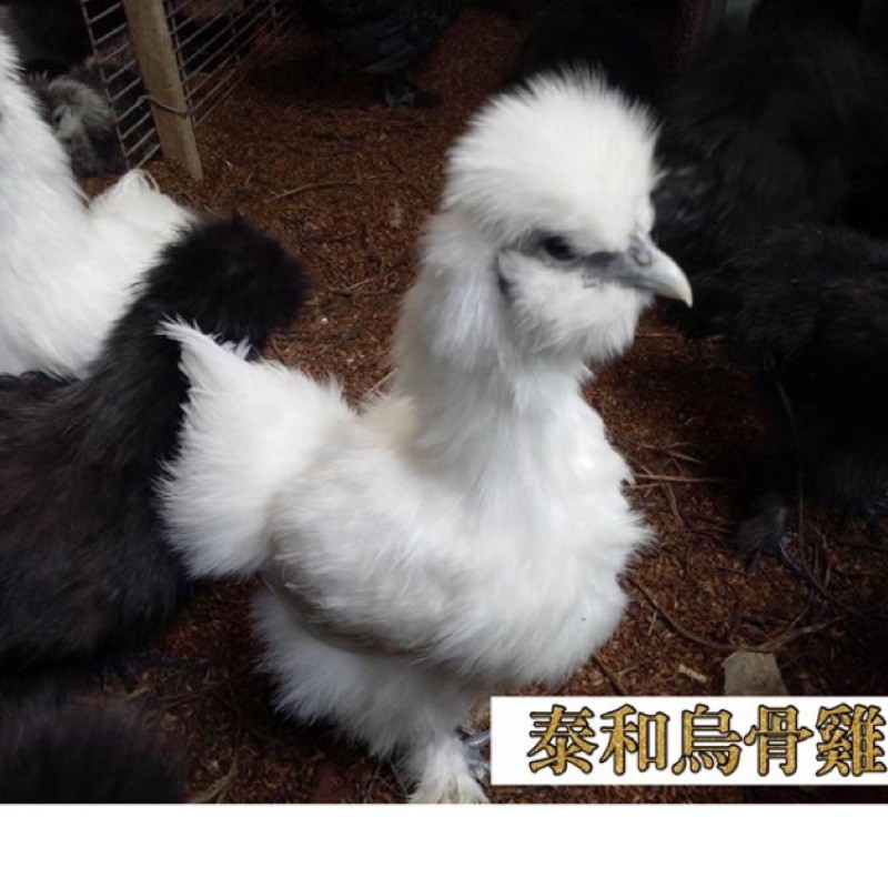 種蛋 泰和烏骨雞（白）黑絲羽烏骨雞（黑）受精蛋 種蛋 快樂孵 孵小雞🥚🐣🐥