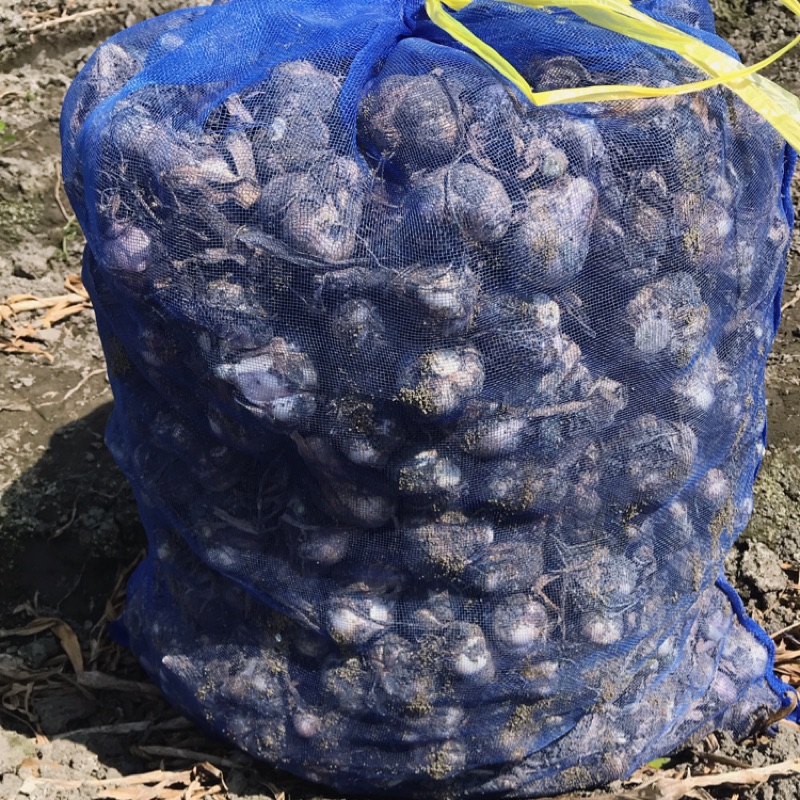 大顆雲林水林黑葉蒜頭