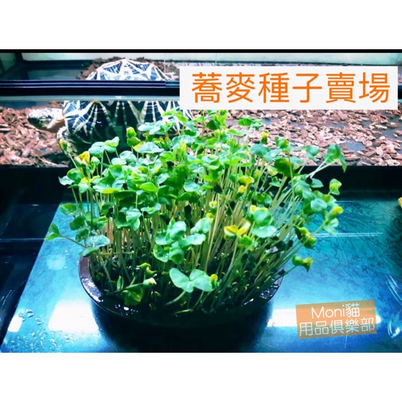 Moni青青草原🌱蕎麥 種子 貓草 牧草  小麥草 大麥草 黑燕麥 小麥 大麥 蕎麥 向日葵 芽菜