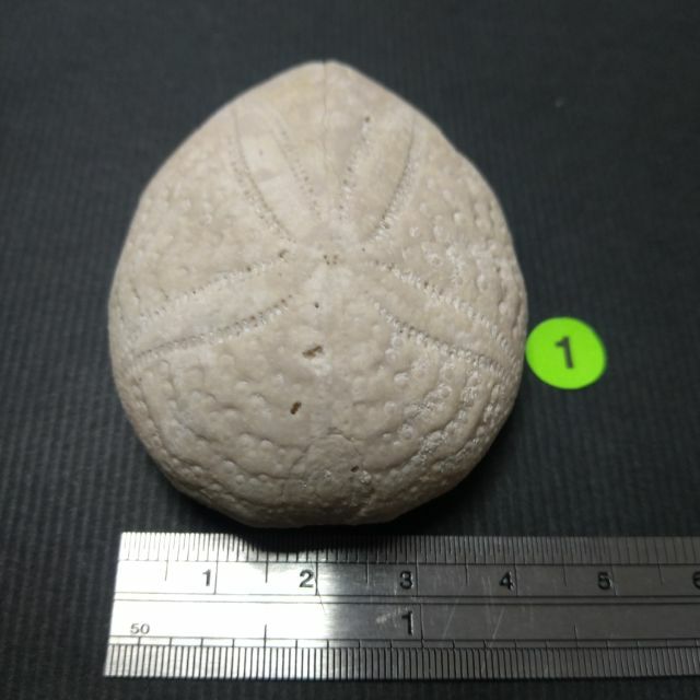 【化石的家】真心形海膽化石（Eupatagus  antillsrium)~佛羅里達州海膽化石