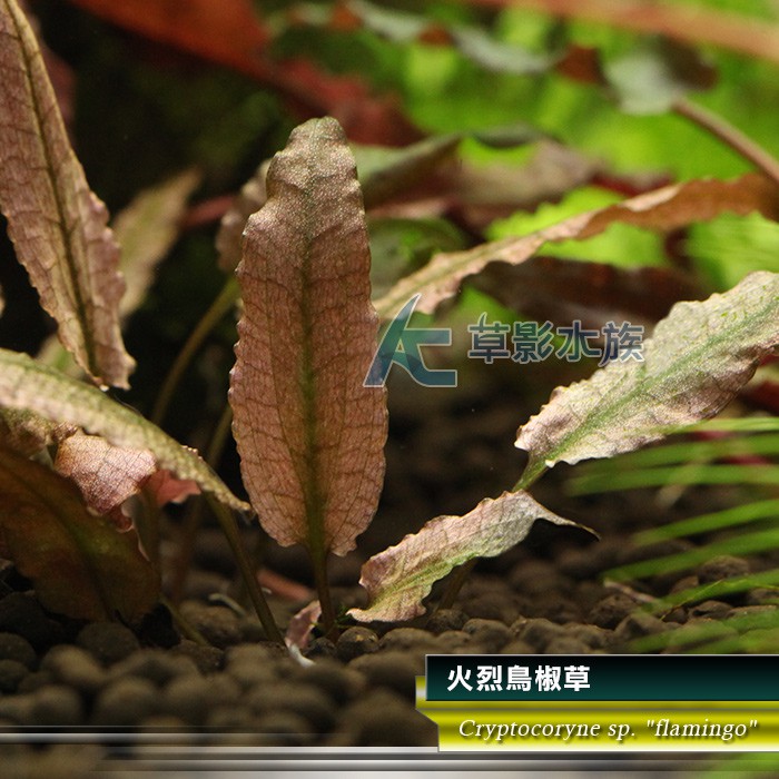 Ac草影 火烈鳥椒草 水上葉 一株 蝦皮購物