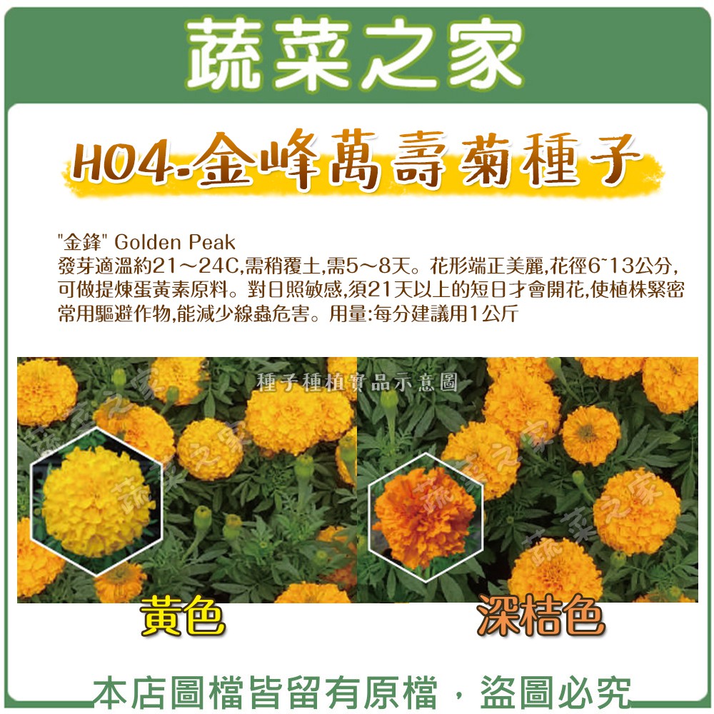 【蔬菜之家滿額免運】H04.金峰萬壽菊種子200顆(美化綠化環境作物)花卉 花類種子