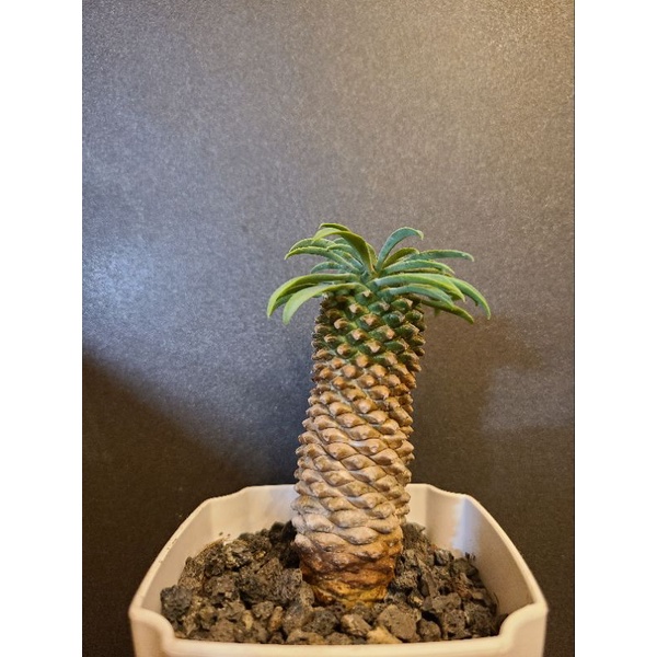 塊根x植人 怪魔玉(Euphorbia stellata) 塊根/多肉 植物
