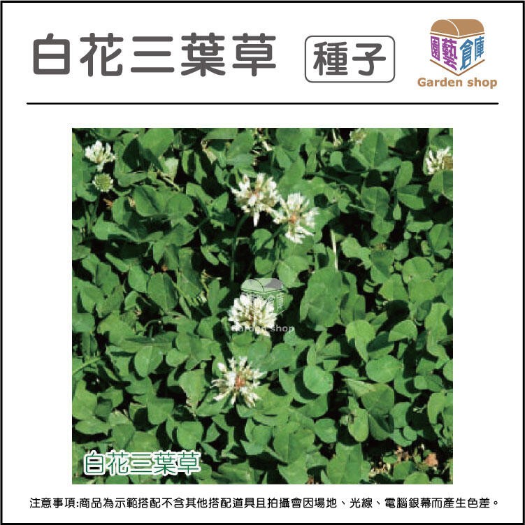 白花三葉草種子 Ptt Dcard討論與高評價網拍商品 21年9月 飛比價格