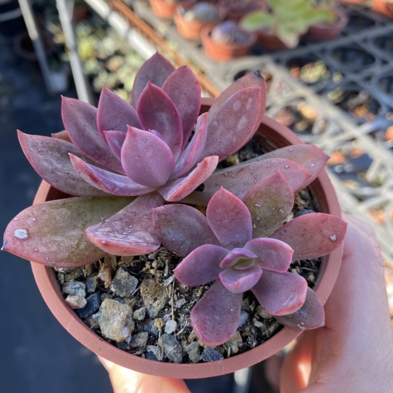 紅瓦仙肉屋花筏老欉 多肉植物 景天 一物一拍編號 250 蝦皮購物