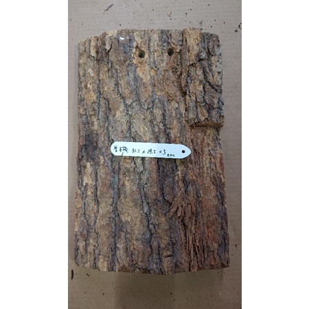 超大超厚 厚木板 杉木板 樹皮 蘭花上板 板植 鹿角蕨 木板 介質 便宜出售 5板免運