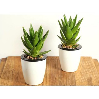 瓶植物語 線上商店 蝦皮購物