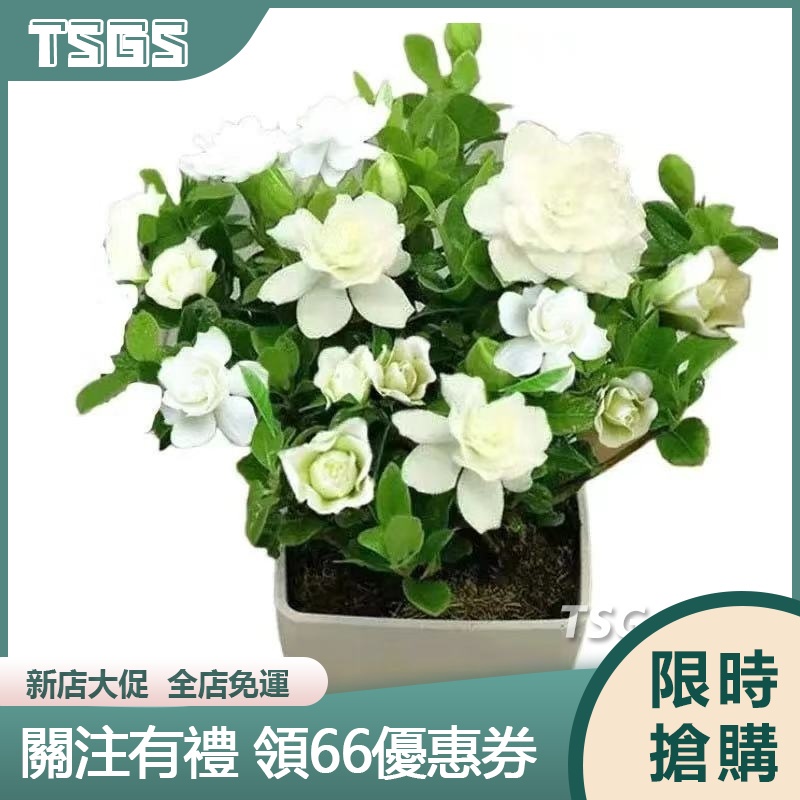【TSGS】梔子花種子 重辦梔子花 四季濃香盆栽綠植花卉種子 梔子花