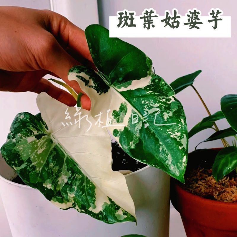 | 綠植日記 | 斑葉姑婆芋/Alocasia odora 'Variegated'/觀葉植物/3吋/4.5吋