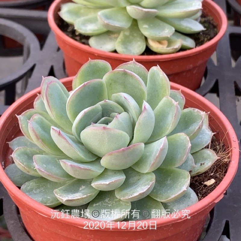 沅鈺農場多肉植物花月夜 醉美人 露養植物輕微曬傷 蝦皮購物