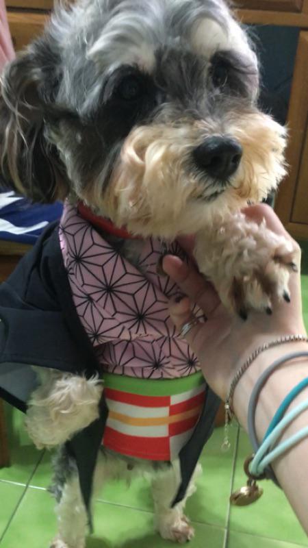 免運 鬼滅之刃貓咪狗狗寵物外出服裝秋冬季貓衣服炭治郎禰豆子我妻善逸富岡義勇角色扮演寵物cosplay 蝦皮購物