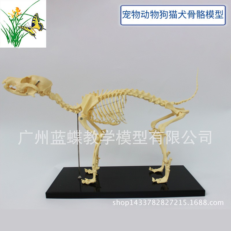 犬骨骼模型 拍賣 評價與ptt熱推商品 21年4月 飛比價格