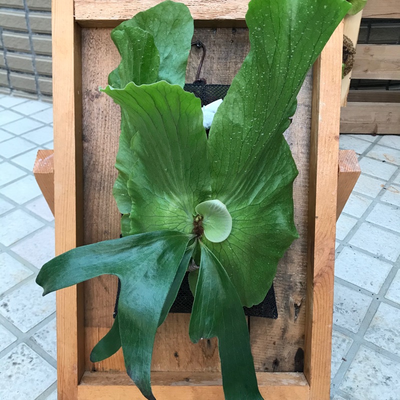 三角鹿角蕨 Irual