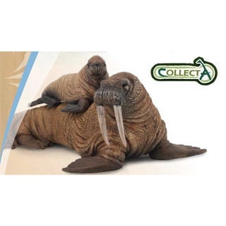 全新現貨 COLLECTA 海象 海象寶寶 親子組合 極地動物 模型