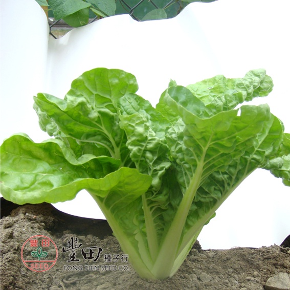 【野菜部屋~】F35 黑松青葉白菜種子1.2公克 , 纖維少 ,柔嫩細緻 , 口感佳 ,每包16元~