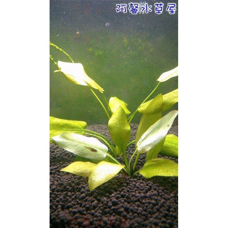 阿馨水草屋 女王皇冠 水上葉狀態水族景觀設計造景裝飾水族箱真的水草缸專賣店 蝦皮購物