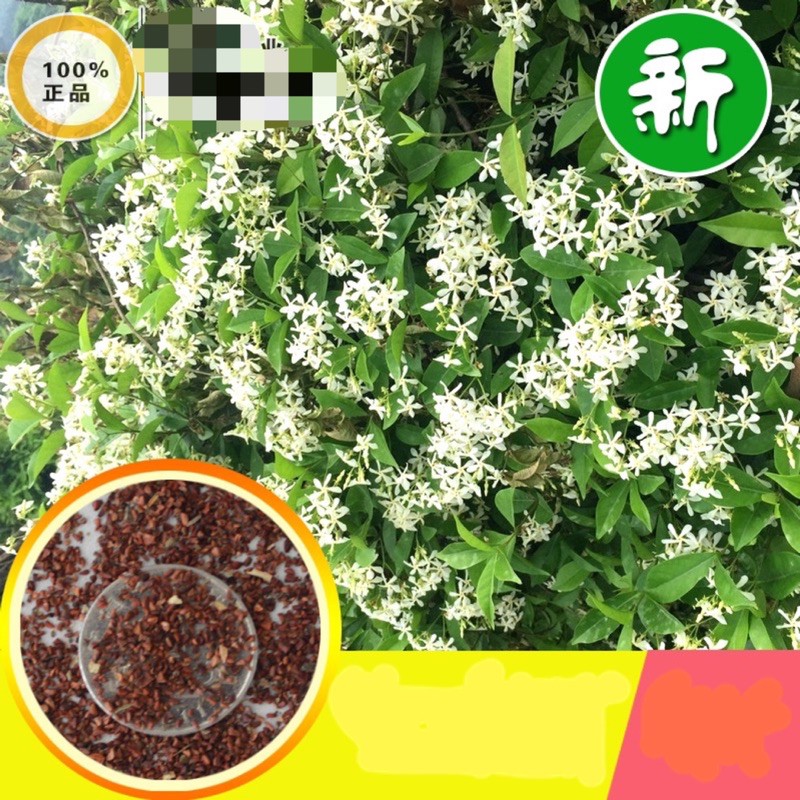 台灣現貨 夜來香種子25顆香草種子夜來香種子 蝦皮購物