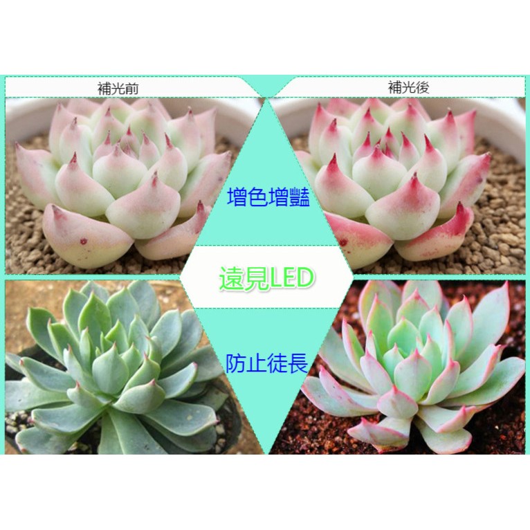 遠見led Led全光譜夾式植物補光燈夾式植物生長燈led植物生長燈10w 全電壓led材料批發 蝦皮購物