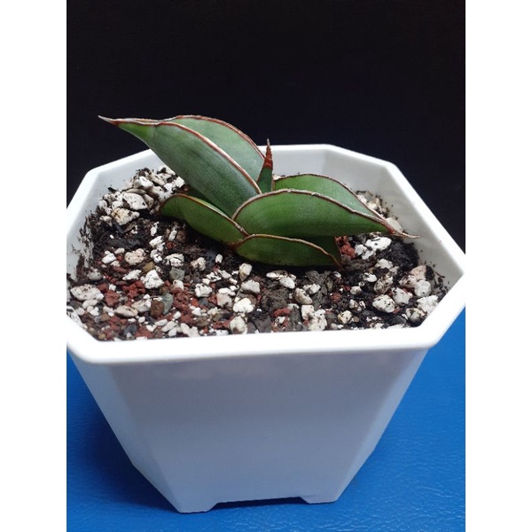 香蕉虎尾蘭的價格推薦 2021年12月 比價比個夠biggo