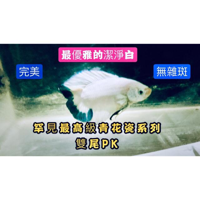 請勿下標全售 最高級龍魚飼料檢驗完畢 頂級展鬥檢疫完畢 每隻三鰭鬥都完美到沒話說 該白而無雜 該亮眼卻不花亂 蝦皮購物