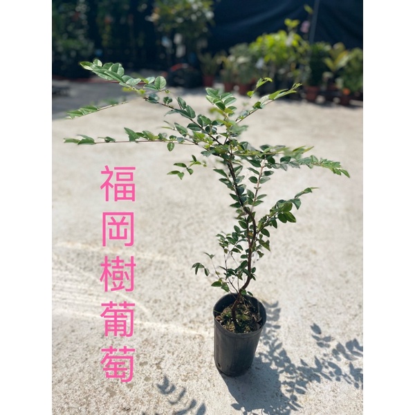 ★綠霖園藝★福岡樹葡萄實生苗高度70公分 觀賞植物/水果樹苗/新興果樹/果苗/嫁接/植物/盆栽