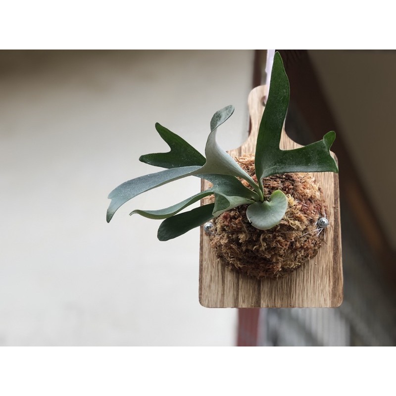 鹿角蕨馬圓鹿角蕨上板 蝦皮購物