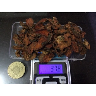 野生牛樟椴木牛樟芝.最小版 一兩4200.(37.5公克)現貨供應