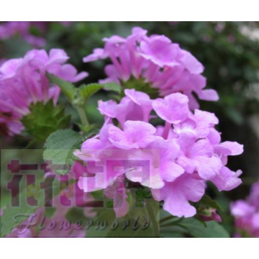 紫色馬櫻丹的價格推薦 21年8月 比價比個夠biggo