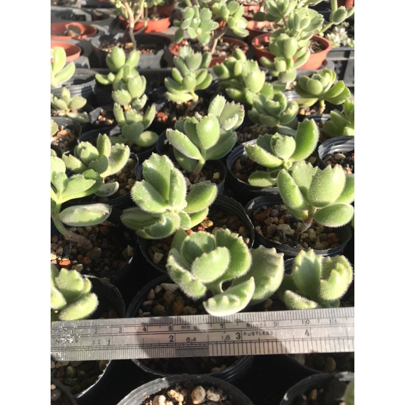 多肉植物熊童子30元 顆 蝦皮購物