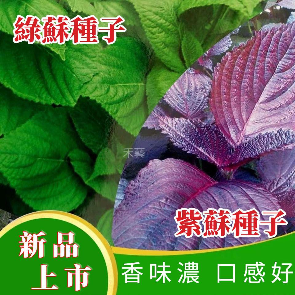 蘇子葉盆栽 Athlet