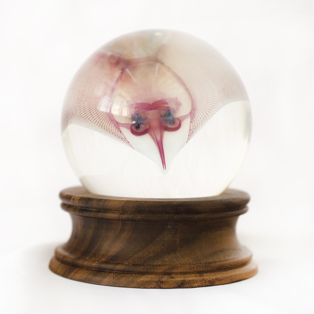 价格从 504 18 臺灣深海生物透明標本扭蛋魚透明標本 透抽透明標本 刺蝦 Best Price Products