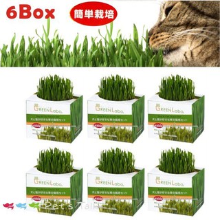 Pet's Talk~日本GreenLabo新鮮燕麥DIY貓草盆X6入