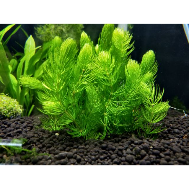 🌴金魚藻🌴  10株35元  健健康康才出貨 仔蝦 仔魚 躲藏 水族造景  (神經病水族)