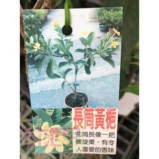 花花世界_常綠灌木*長筒黃梔6吋盆高30-40cm