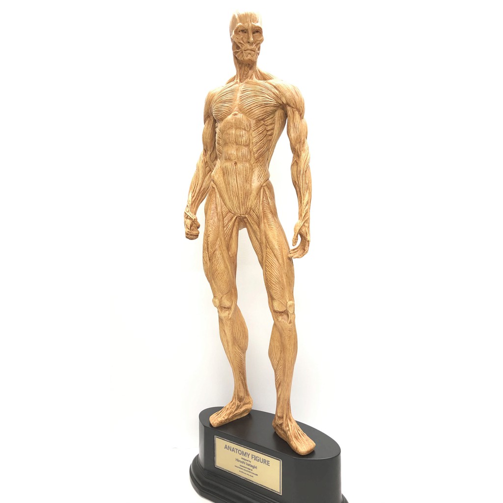 片桐裕司全身解剖人像 蝦皮購物