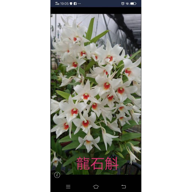 上賓蘭園 D. draconis 龍石斛 花濃香，紅色花蕊顏色會有深淺