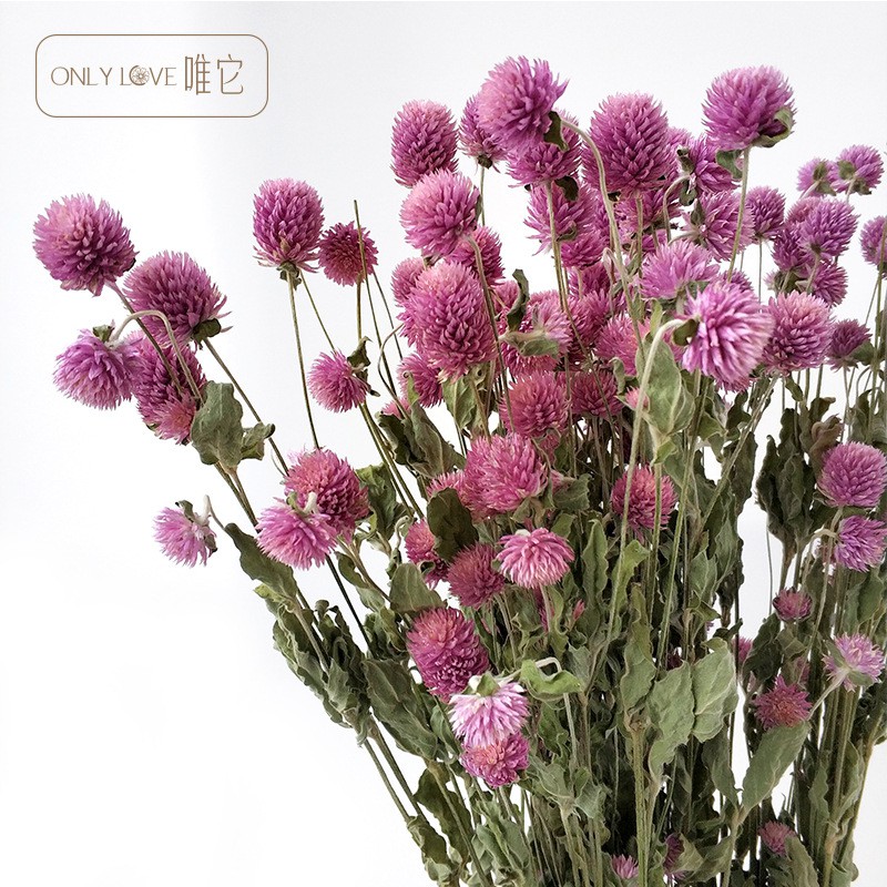 千日紅乾燥花的價格推薦第3 頁 21年9月 比價比個夠biggo