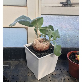 花囍園 多肉仙人掌 斷崖女王 宿根性草本 春季 夏季 3吋高約5 10cm 蝦皮購物