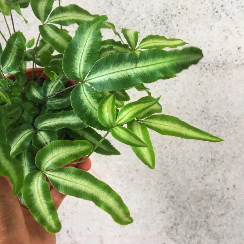 👉霖樺園👈《3吋盆-鳳尾蕨》園藝|室內植物|淨化空氣|居家綠化|商業空間綠化